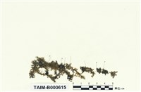 藏品(白苔)的圖片